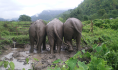 trekking with elephant care